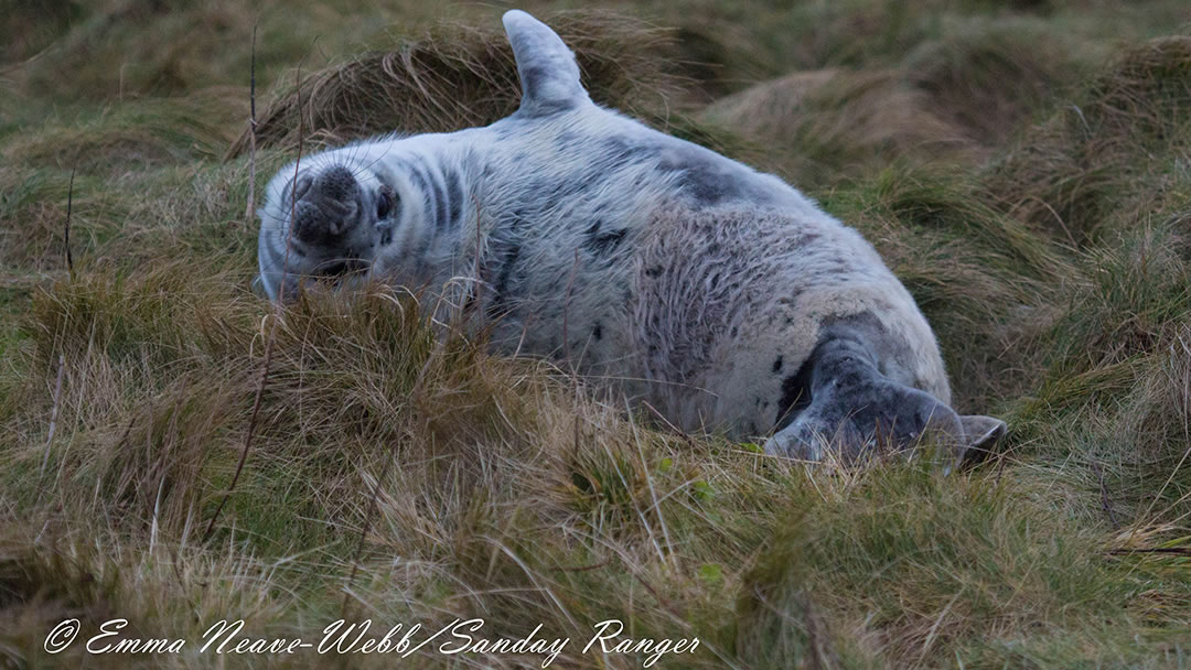 A moulting seal pup near sealcam