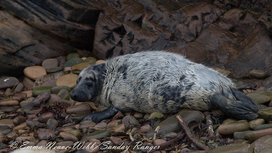 A moulting seal pup