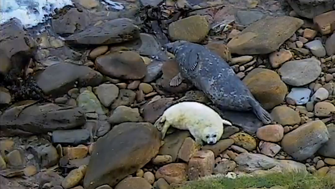 A post dinner snooze on a beach in Sanday, Orkney 22.10.16