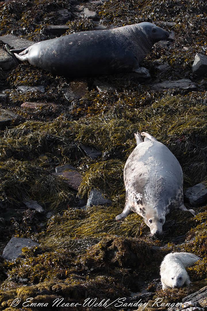 A seal bull, cow and calf