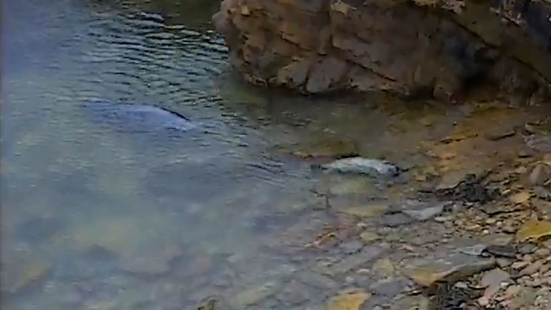 A seal pup swimming 27.10.16