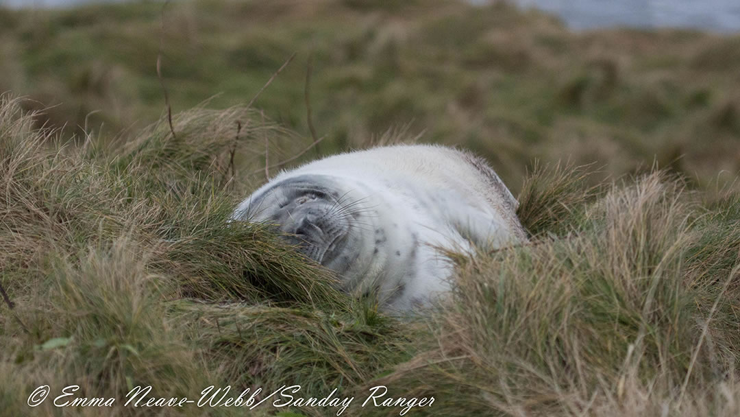 A snoozing seal pup near the Sanday sealcam