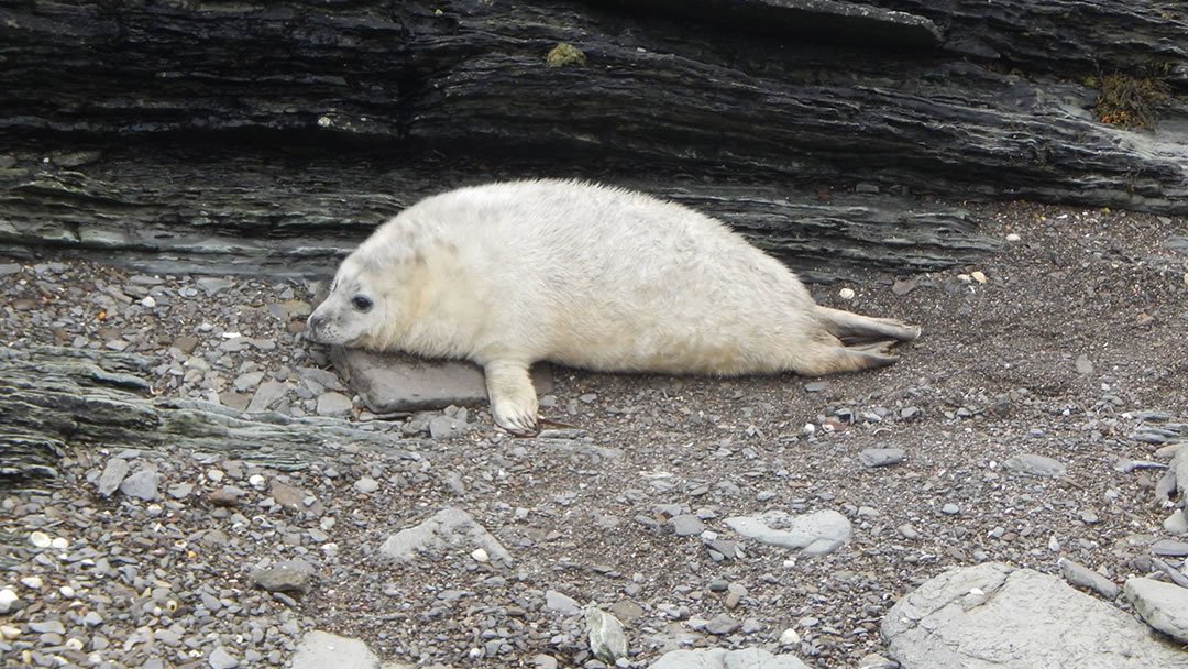 A very well fed seal pup