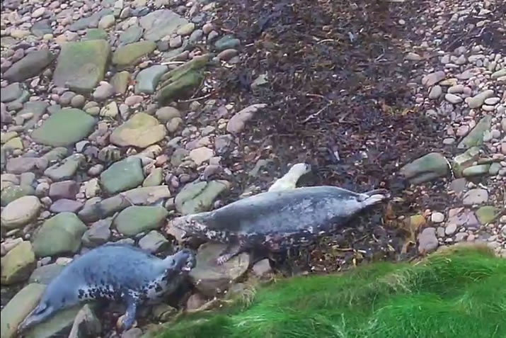 Sanday Sealcam - Orkney - Fighting mums