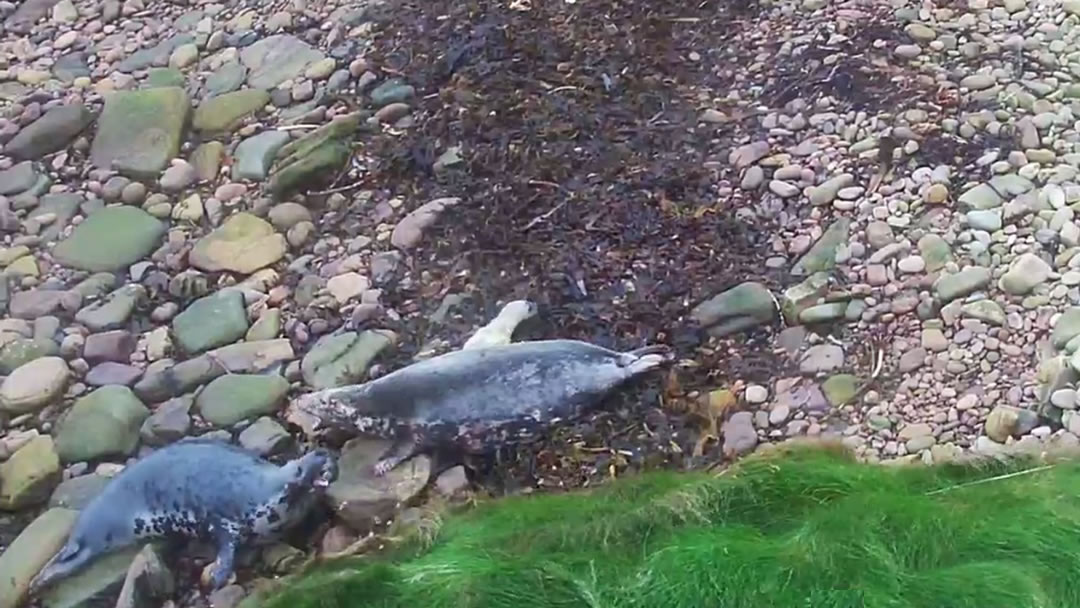 Fighting seal mums