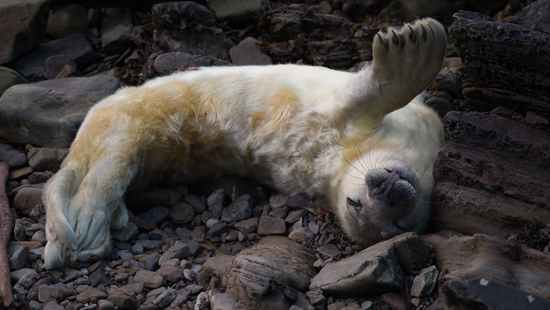 A newborn seal pup