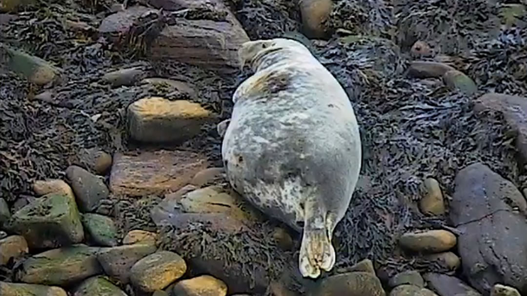 Pregnant mum on the Sanday sealcam 24.10.16