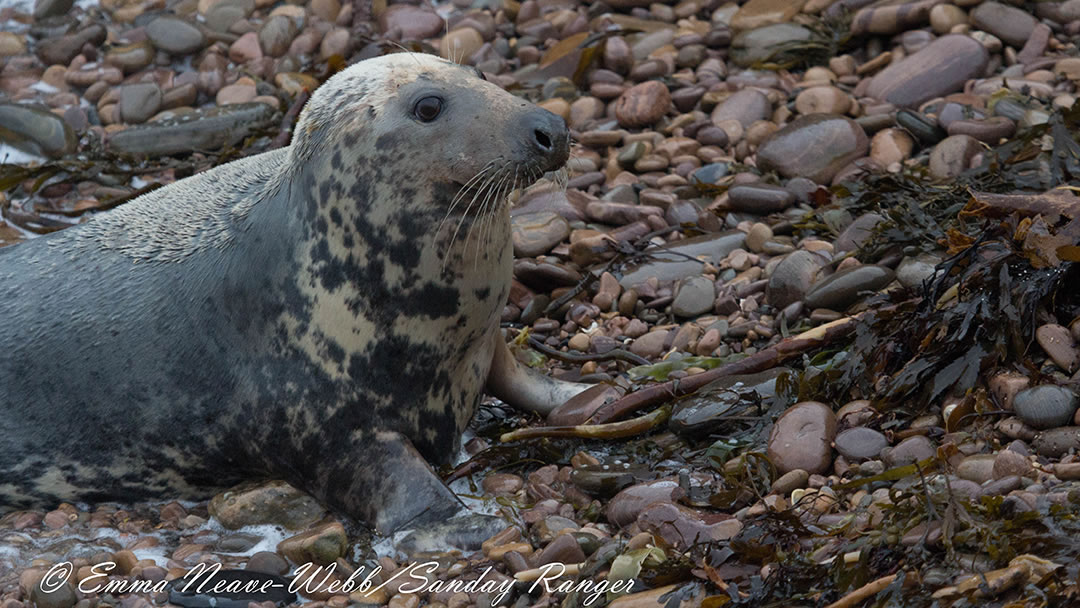 Seal cow from the island of Sanday