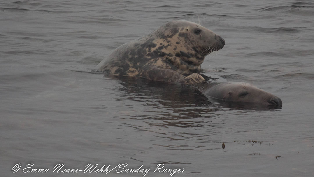 Seal mating behaviour