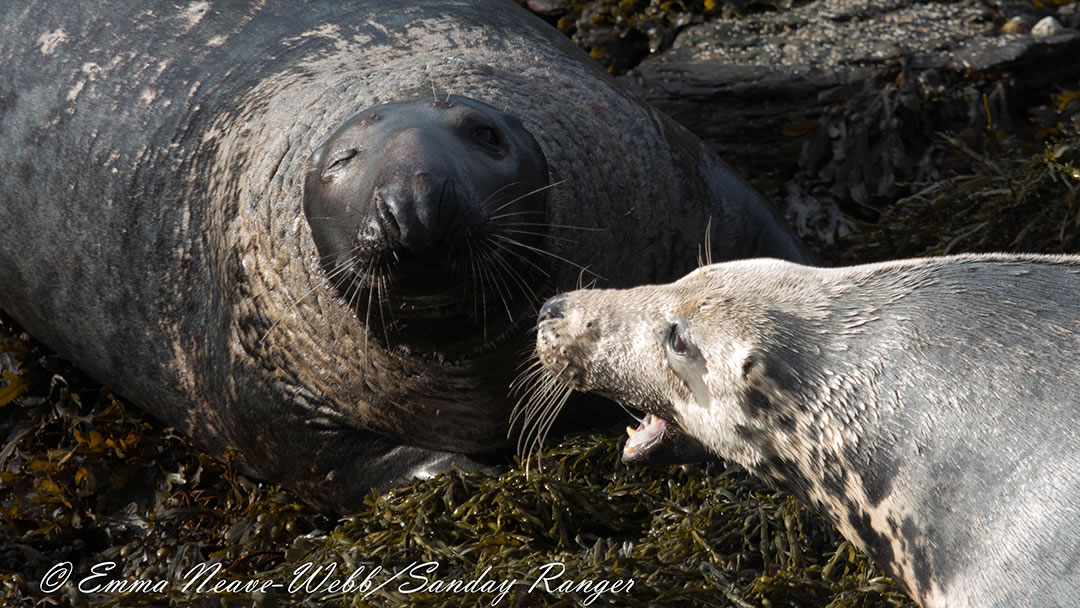 Seal mum fighting with a bull