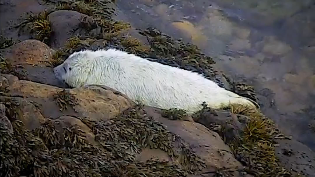 Seal pup captured on the Sanday sealcam in Orkney 20.10.16