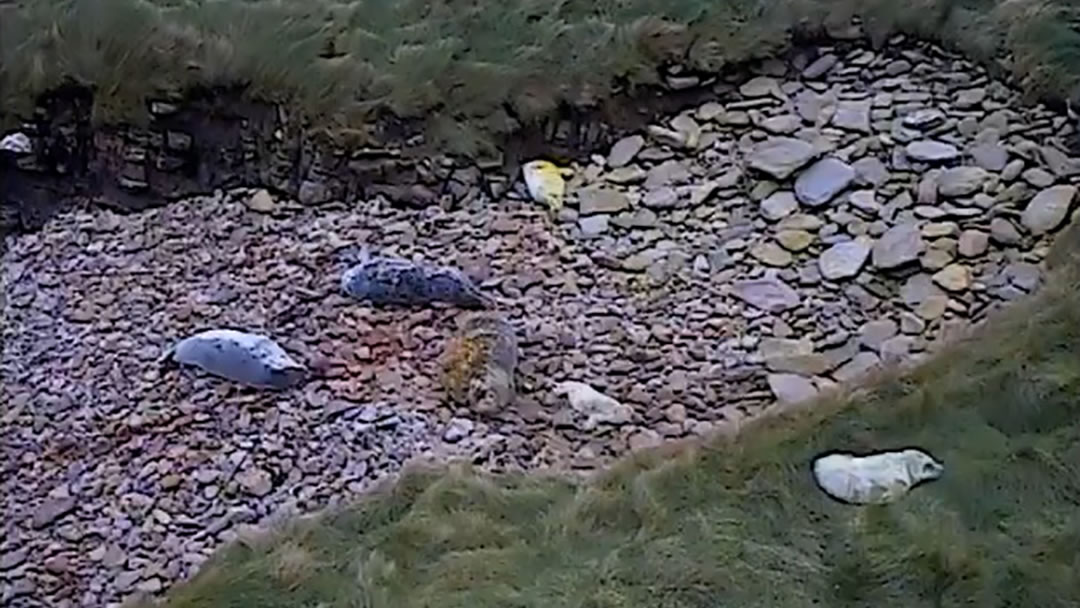 Seals and their pups on the beach 07.11.16