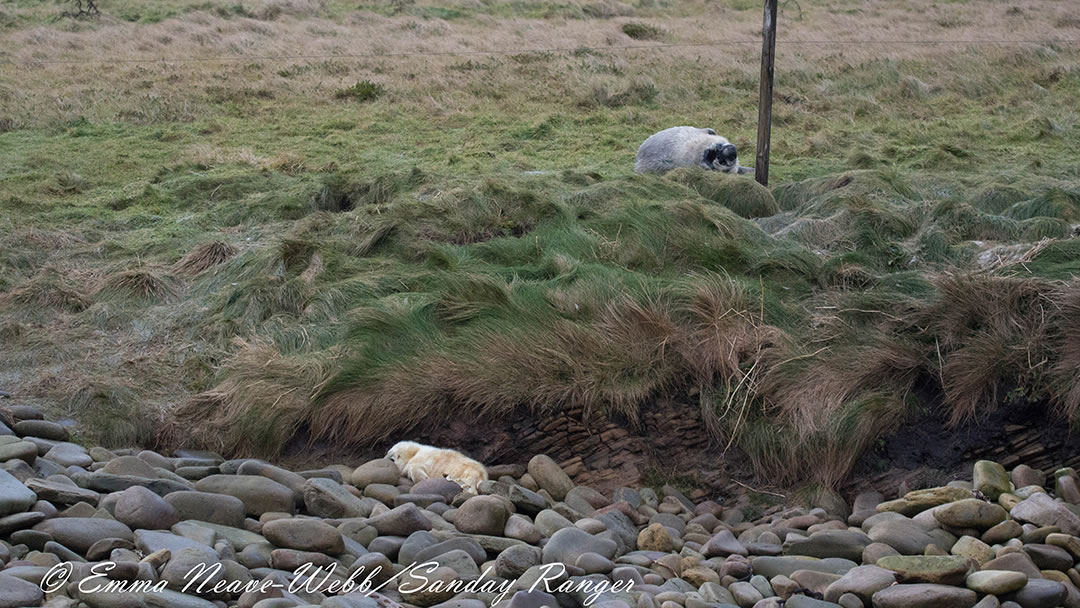 The pupping beach by the Sanday sealcam