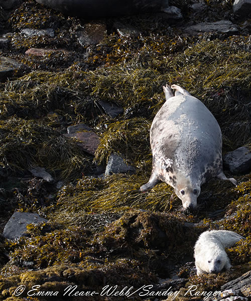 Sanday Sealcam - Orkney - bull, cow and calf