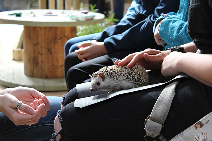 Handling a hedgehog at Fern Valley Wildlife Centre, Orkney