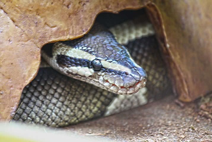 Snake at Fern Valley Wildlife Centre
