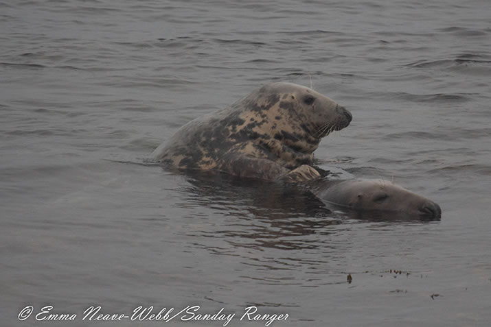 Sanday Sealcam - Orkney - mating behaviour