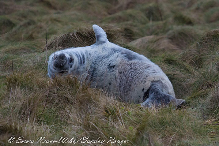 Moulting seal pup near sealcam