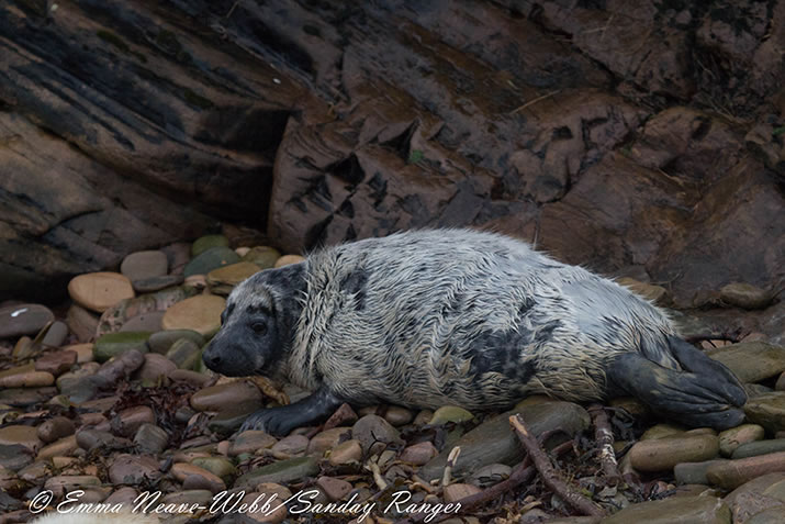Sanday Sealcam - Orkney - moulting pup