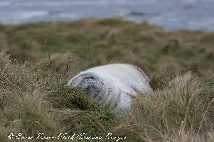 Sanday Sealcam - Orkney - snoozing pup
