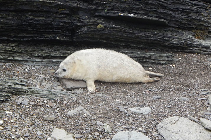Sanday Sealcam - Orkney - very well fed pup
