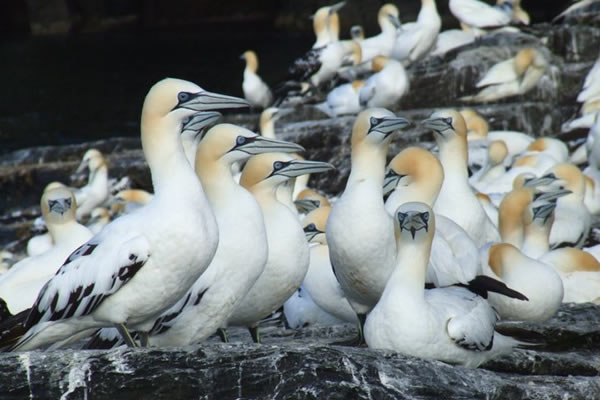 Seabirds-and-Seals, Shetland