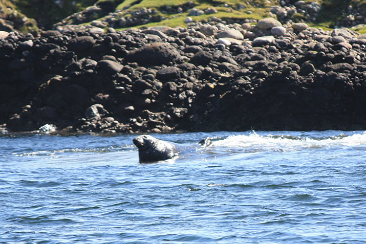 Bull seal in Shetland
