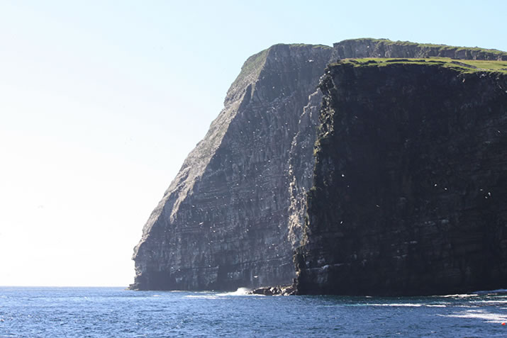 Cliffs of Noss, Shetland