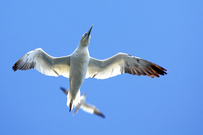 Gannets flying, Shetland