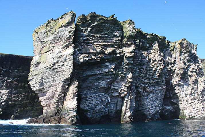 Noss seabird cliff, Shetland