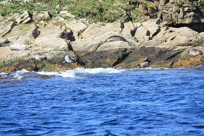 Seals, Shetland