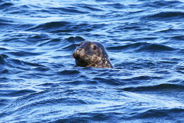 Seals in water, Shetland