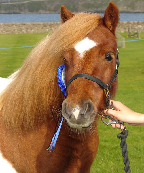 Showing a Shetland pony