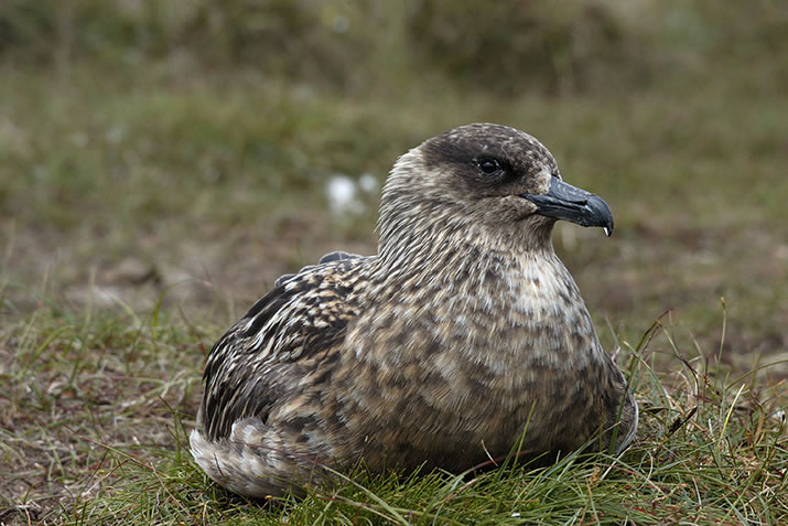 A Bonxie on its moorland nest