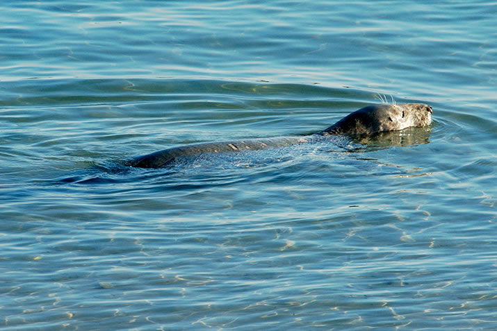 Grey seal in Shetland