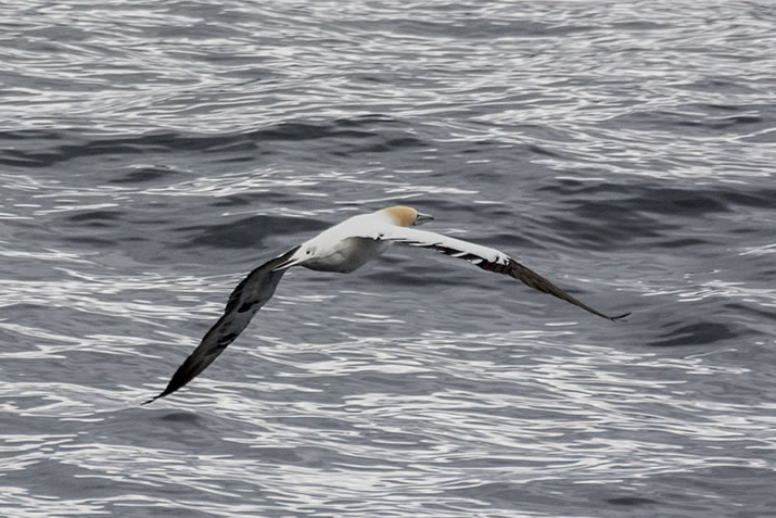 Orkney Nature Festival Cruise - Gannet