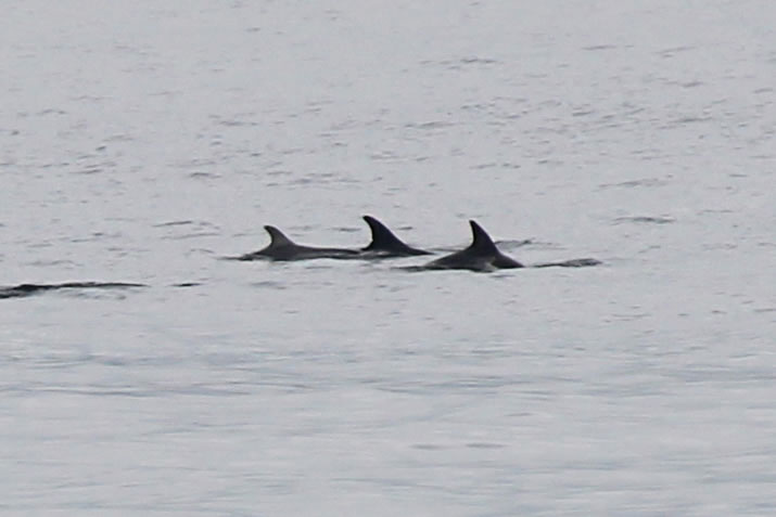 Orkney Nature Festival Cruise on MV Hamnavoe 2019 - Risso's dolphins
