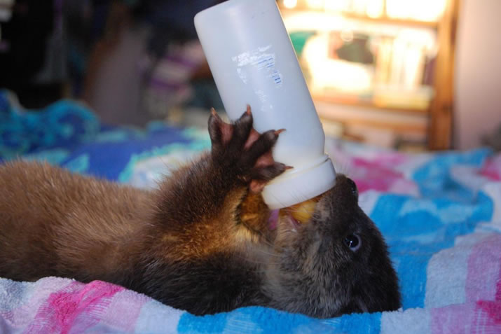 Hillswick Wildlife Sanctuary - Otter with milk