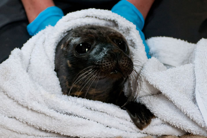 Hillswick Wildlife Sanctuary - seal in towel