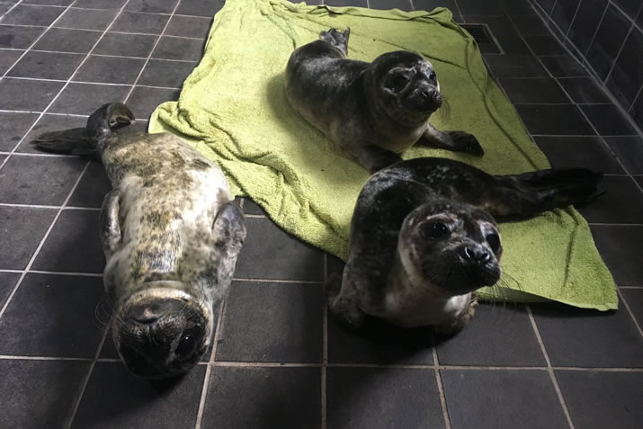 Hillswick Wildlife Sanctuary - seal pups
