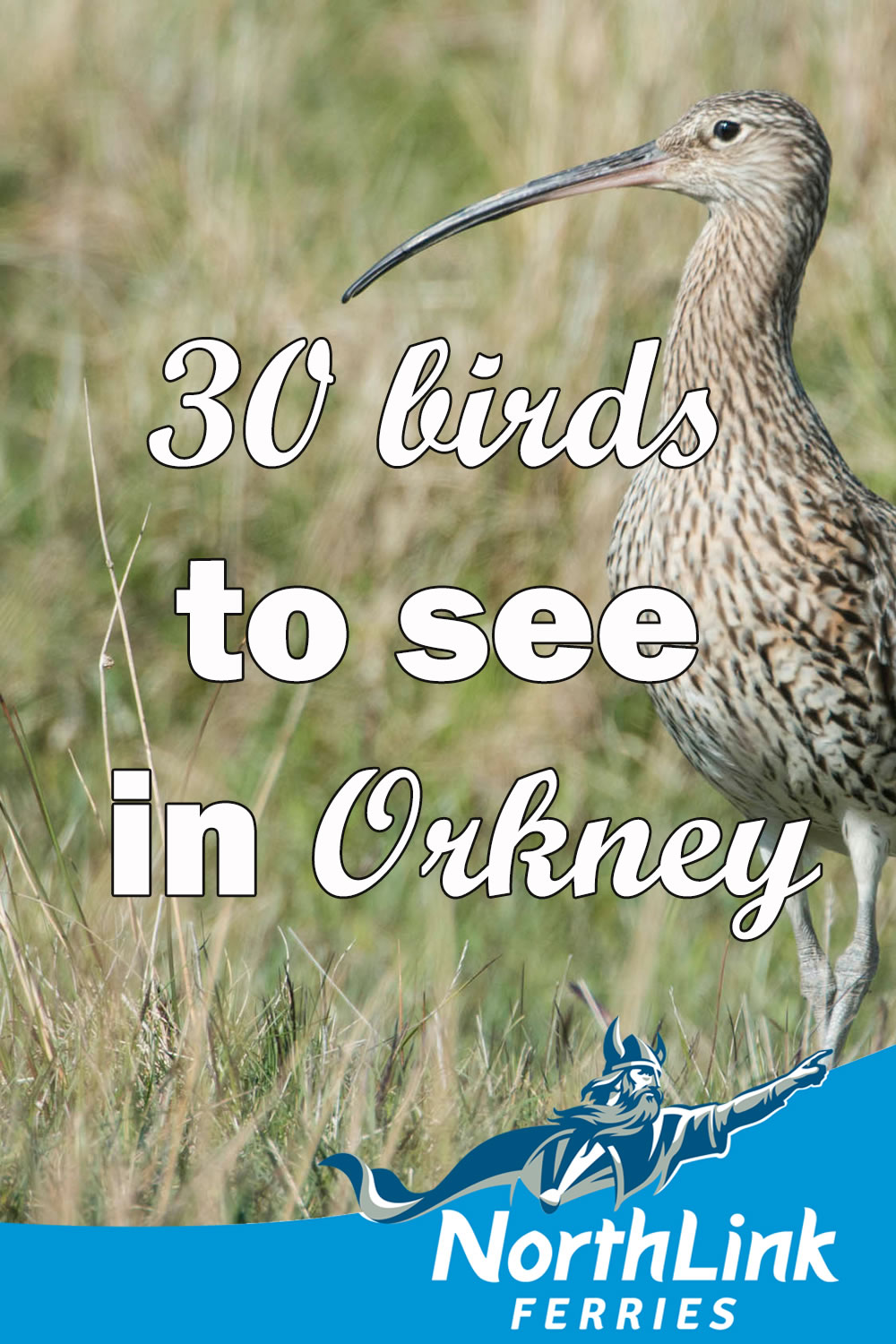 30 birds to see in Orkney