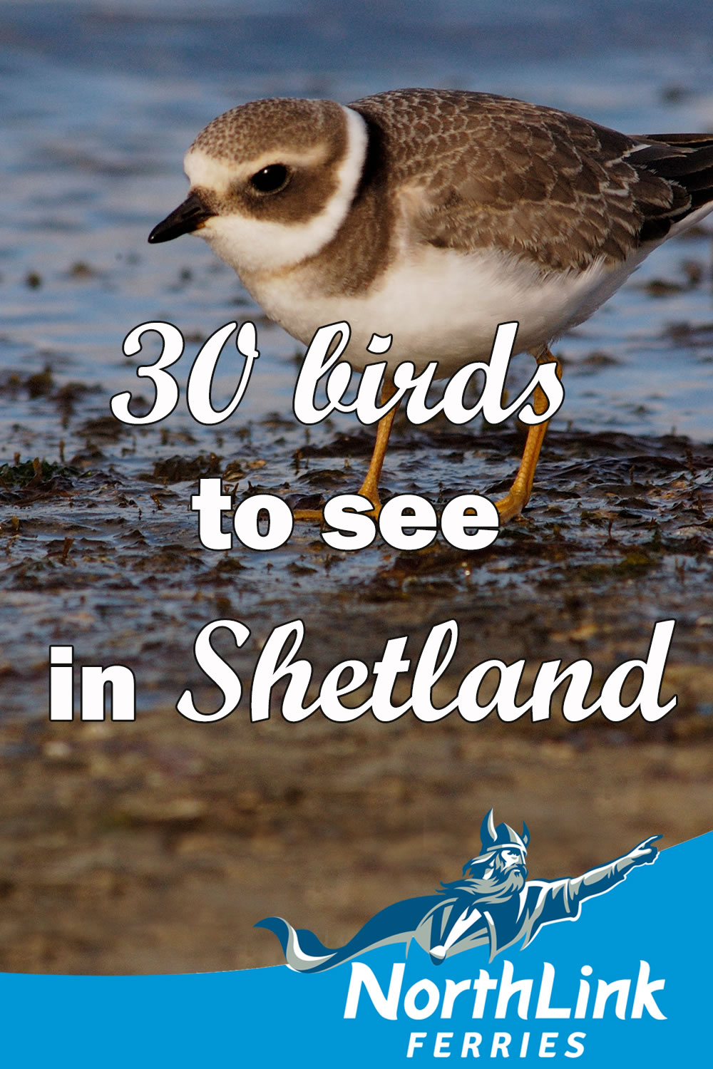 30 birds to see in Shetland