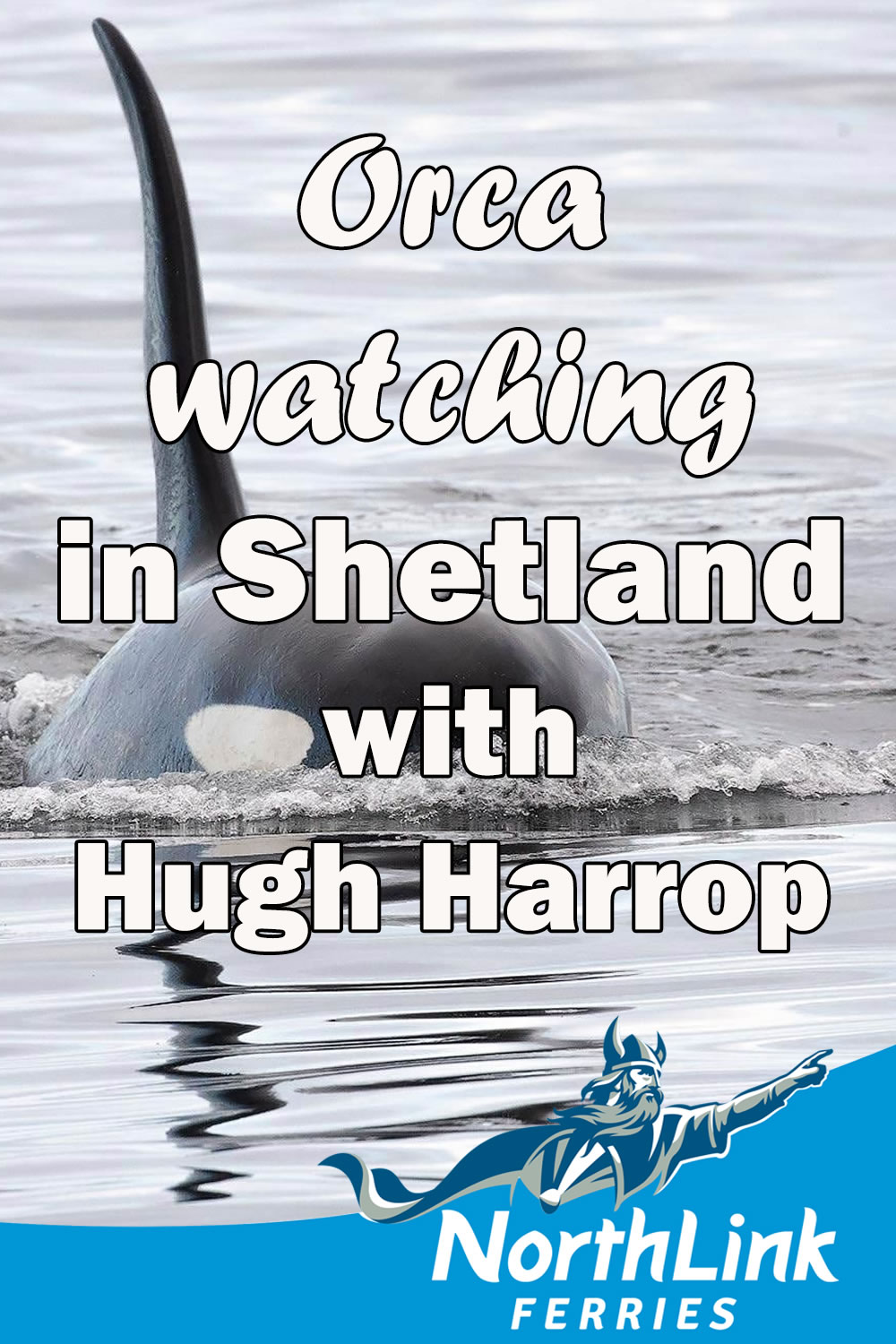 Orca watching in Shetland with Hugh Harrop