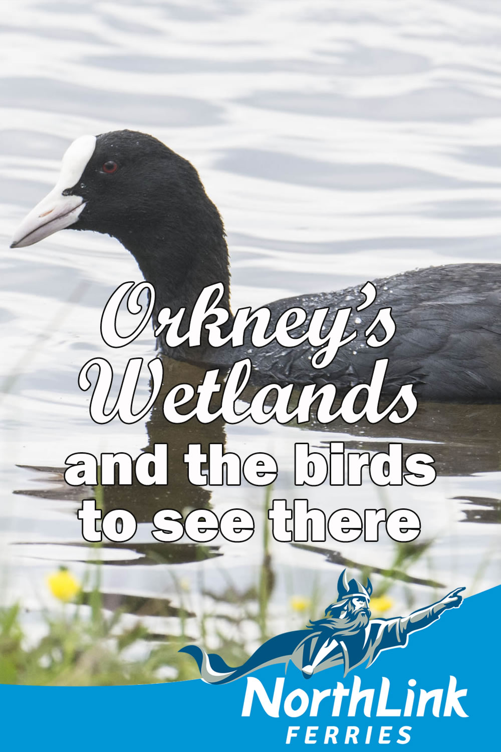 Orkney's wetlands and the birds there