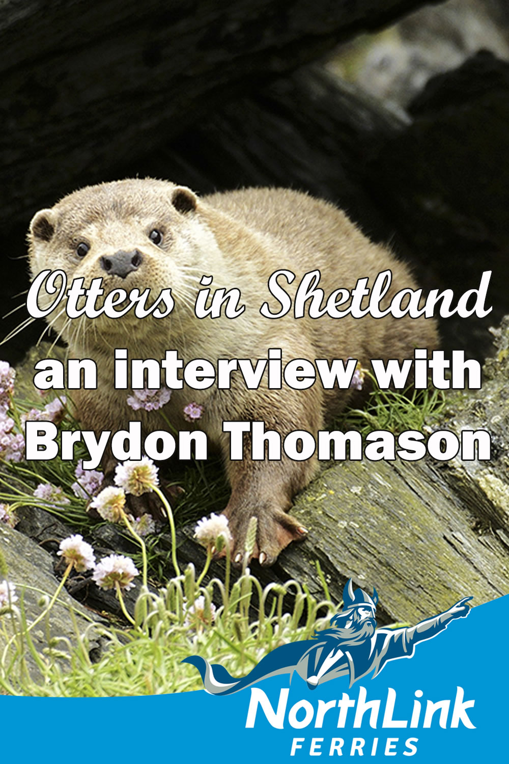 Otters in Shetland – an interview with Brydon Thomason