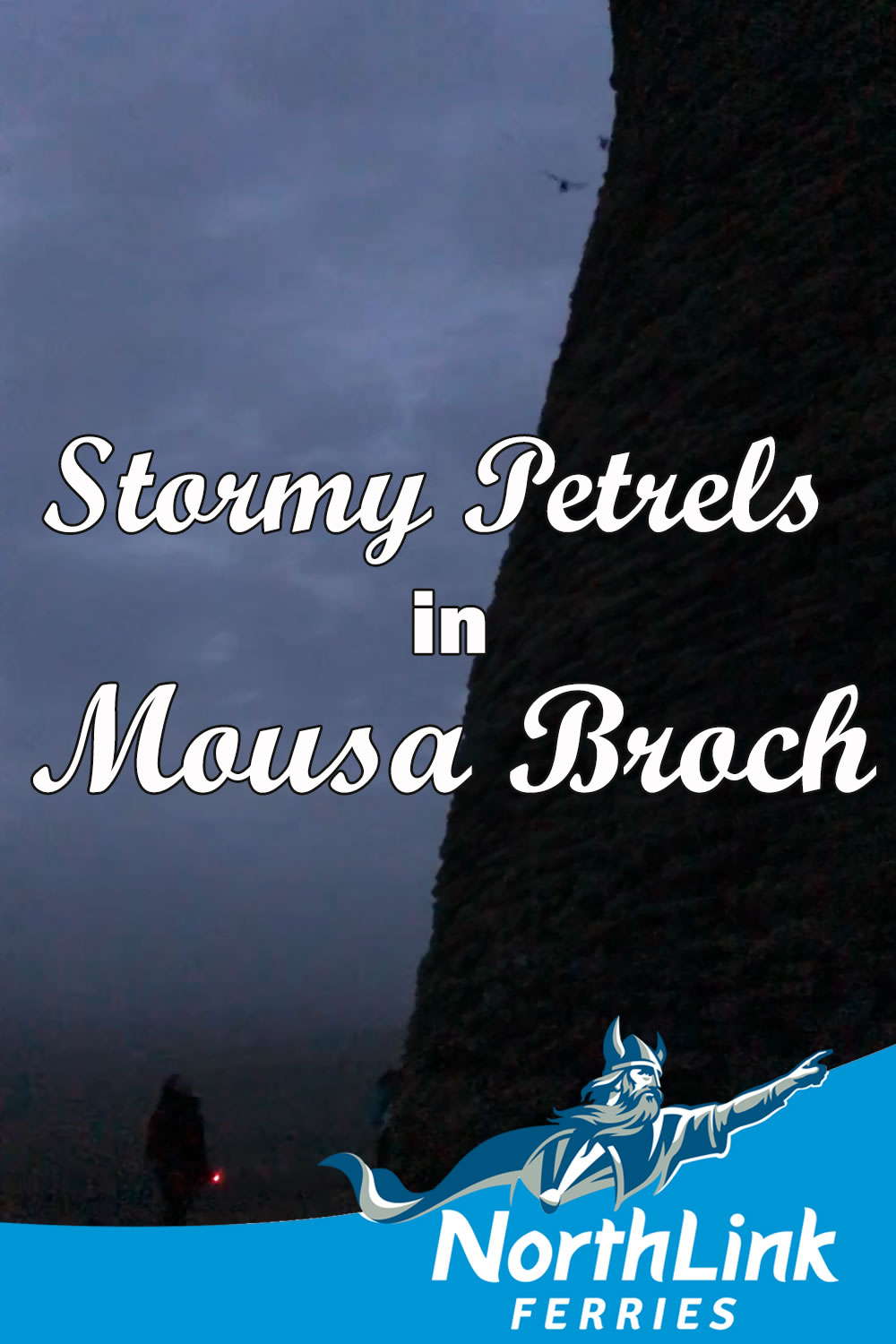 Stormy Petrels in Mousa Broch