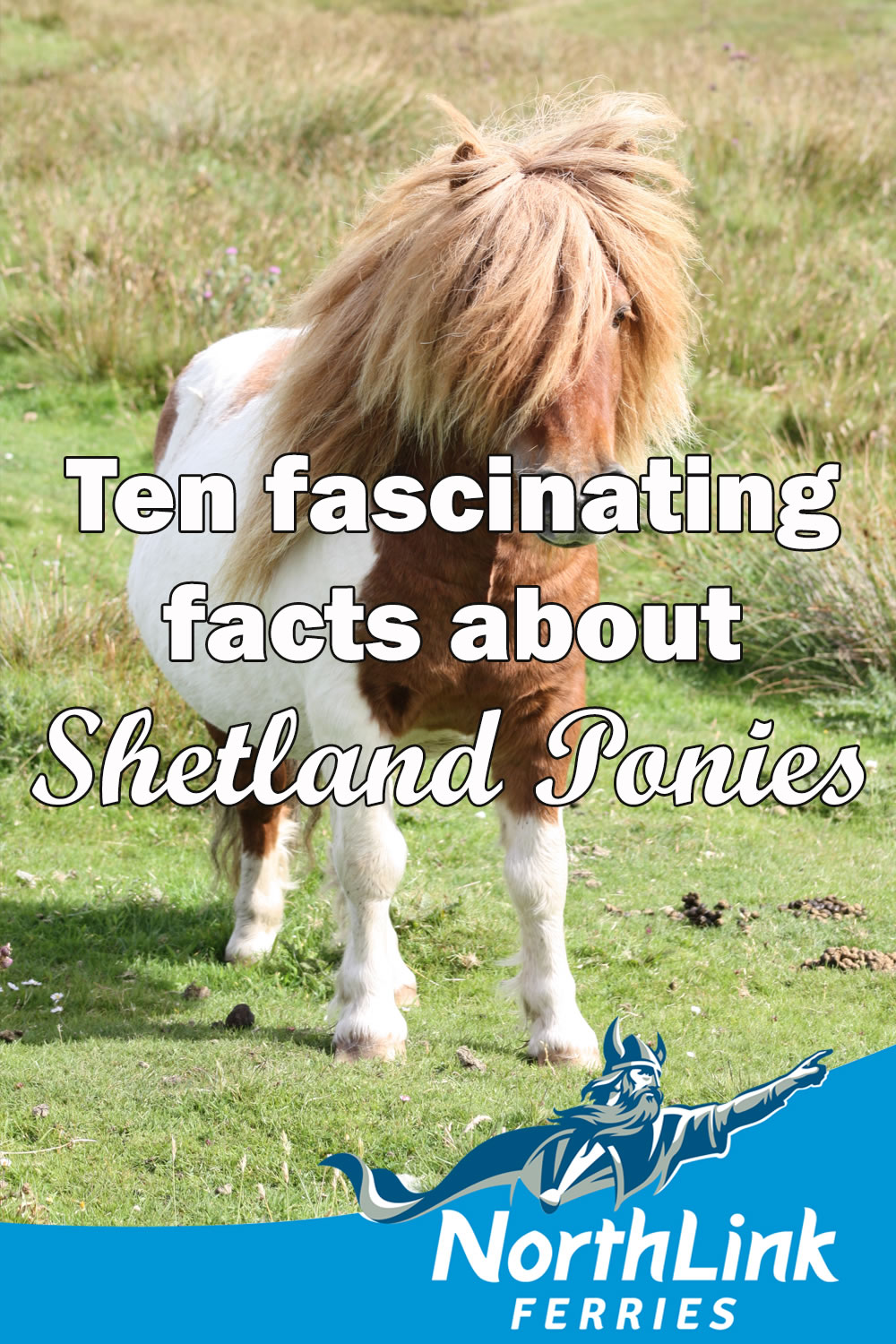 Ten fascinating facts about Shetland Ponies