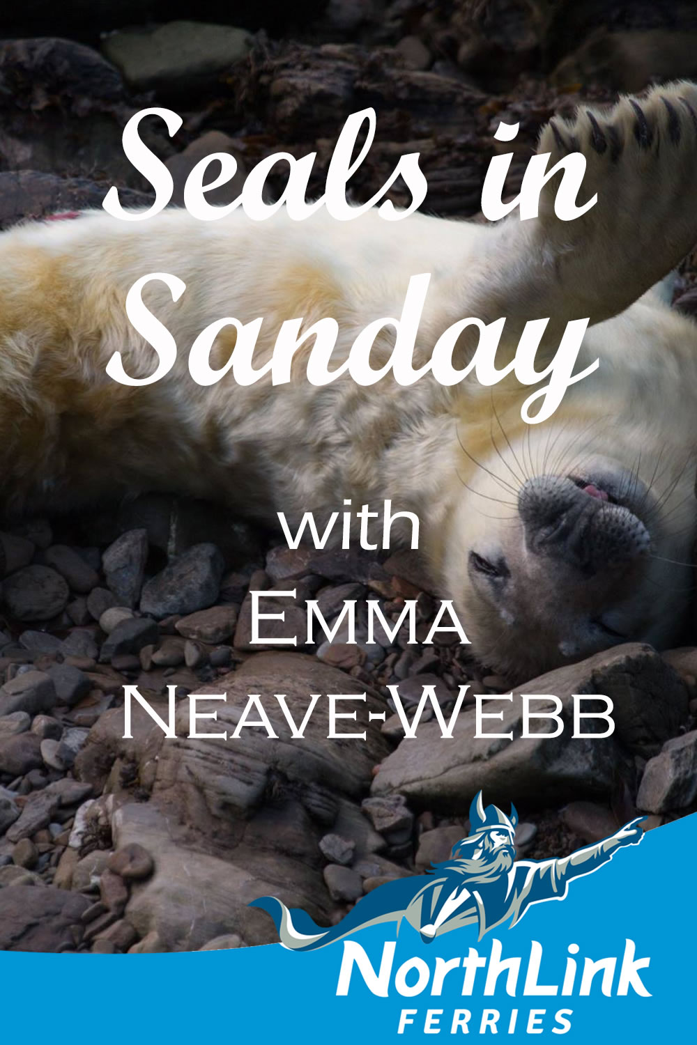 Seals in Sanday with Emma Neave-Webb