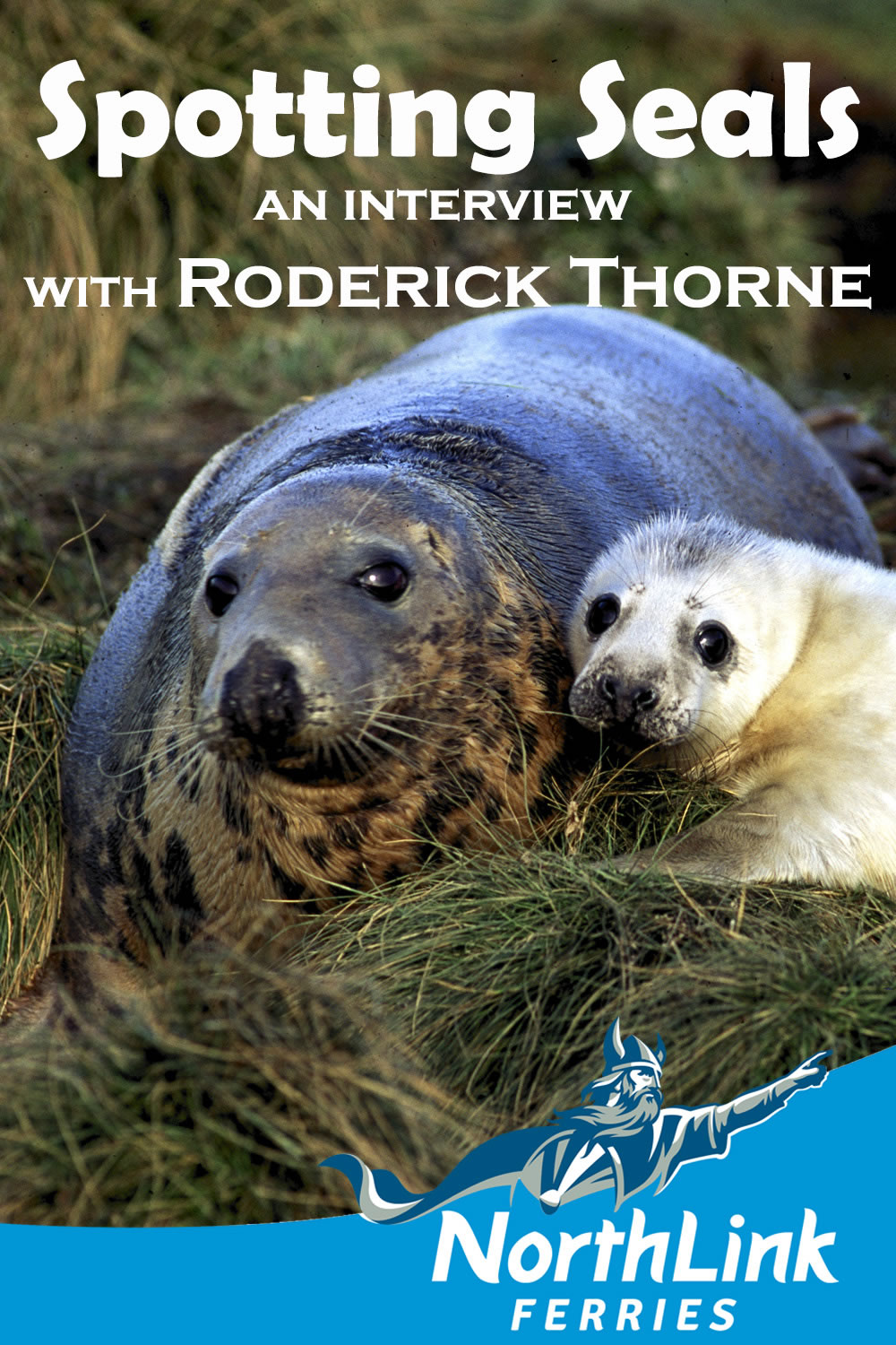 Spotting Seals - an interview with Roderick Thorne