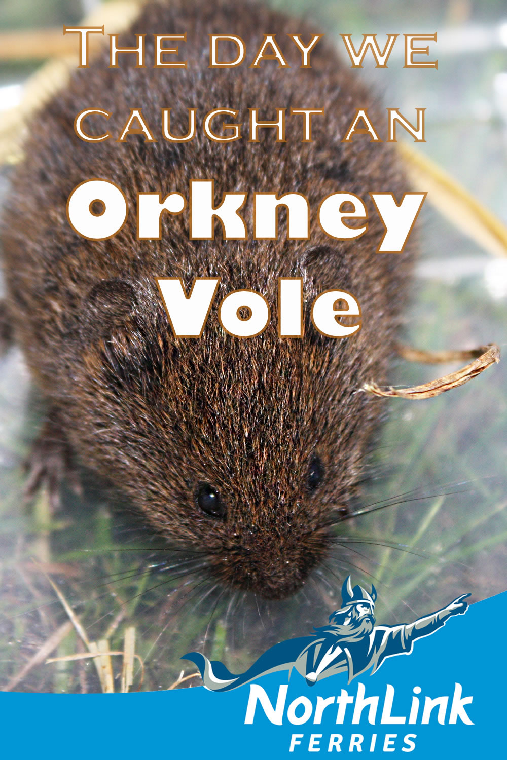 The day we caught an Orkney Vole